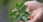 Ashwagandha: Cuando la ciencia confirma el poder de la tradición