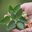 Ashwagandha: Cuando la ciencia confirma el poder de la tradición