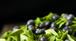 Ensalada de espinacas y arándanos