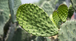 Reduce Tu Nivel de Azúcar en la Sangre de Forma Natural con Nopal