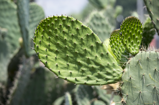 Reduce Tu Nivel de Azúcar en la Sangre de Forma Natural con Nopal