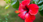 Flor de Jamaica para la piel: beneficios, mascarilla casera y propiedades antienvejecimiento