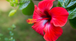 Flor de Jamaica para la piel: beneficios, mascarilla casera y propiedades antienvejecimiento