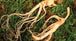 El Revitalizador Ginseng